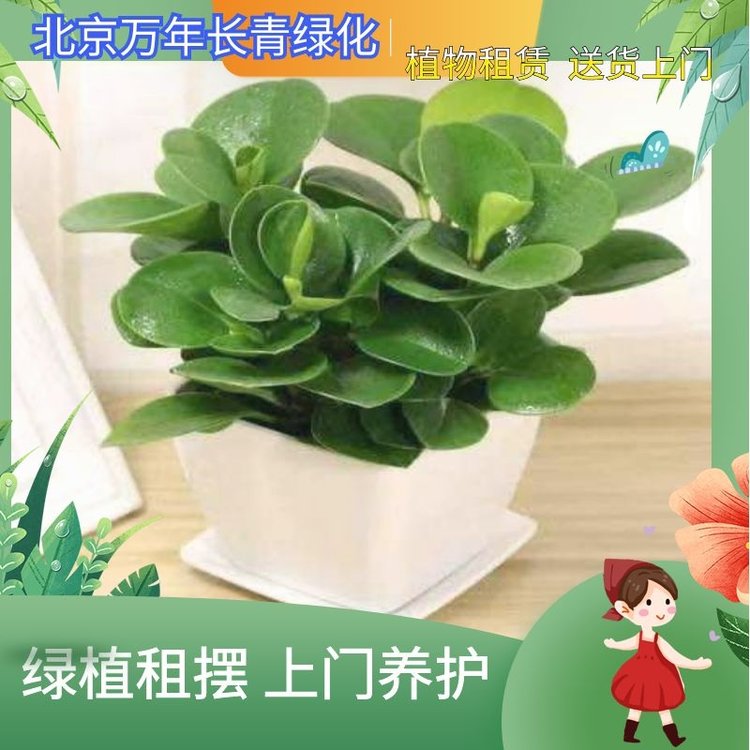 綠植盆栽 花卉租賃 可出售可出租 可提供上門養(yǎng)護(hù)服務(wù) 人員專業(yè)約260.00元